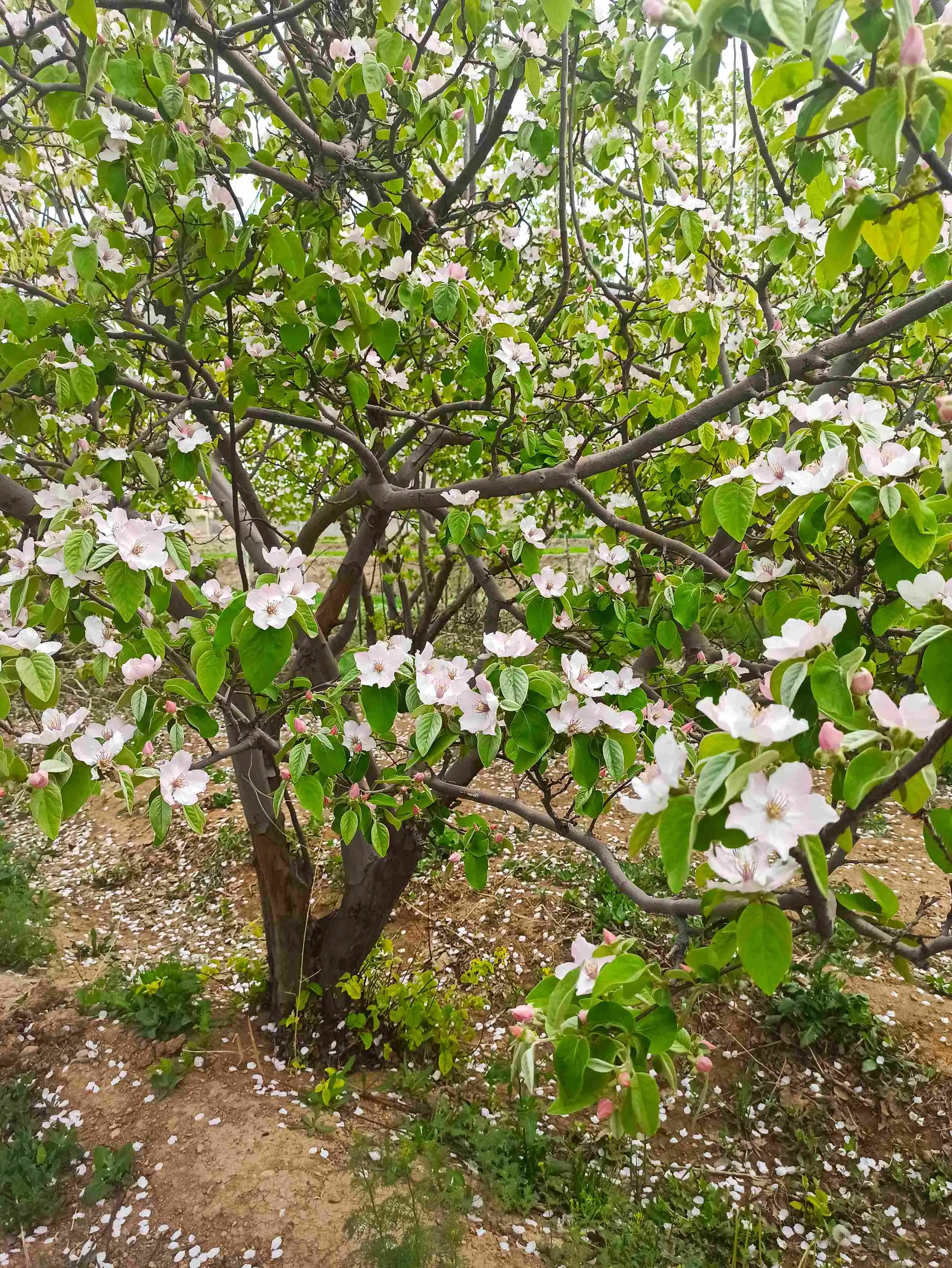 لوگو سالن زیبایی صدف